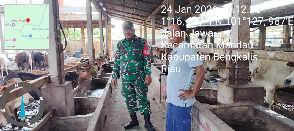 Babinsa Serma Agus Wp. Lakukan Cek Hewan Ternak Spai Antisipasi Penyakit PMK, di Kelurahan Gajah Sakti