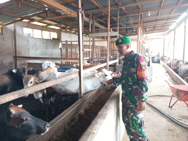 Babinsa Pelda Suprapto Lakukan Cek Hewan Ternak Sapi Antisipasi Penyakit PMK, di Desa Muara Basung