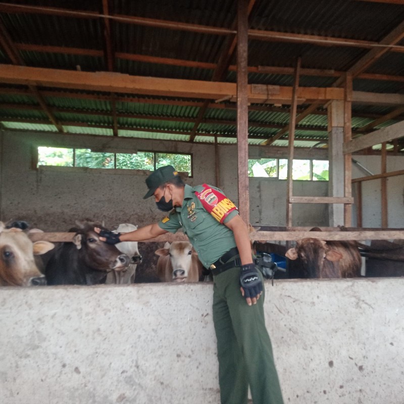 Cegah Penyebaran PMK, Babinsa Serma Suprapto Melaksanakan Cek Hewan Ternak di Gajah Sakti