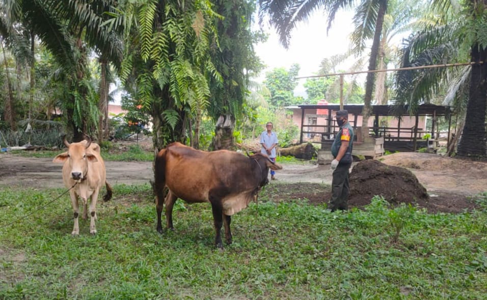 Babinsa Koramil 03/Mandau Kopda Bambang Pantau Hewan Ternak di Desa Kuala Penaso
