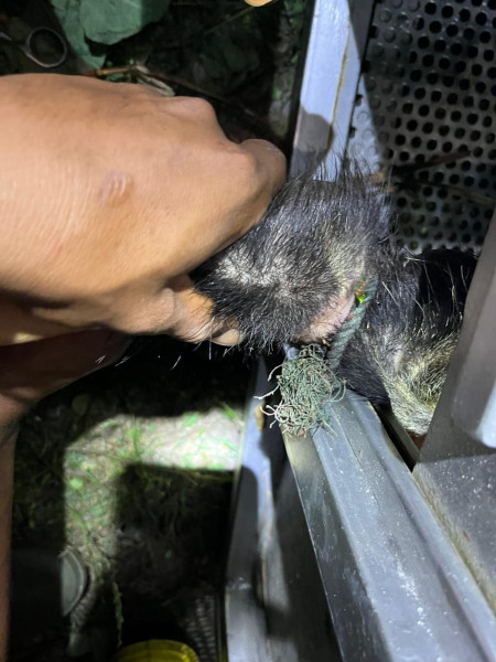 BBKSDA Riau, Lepas Liarkan Beruang Madu Berusia 5 Tahun