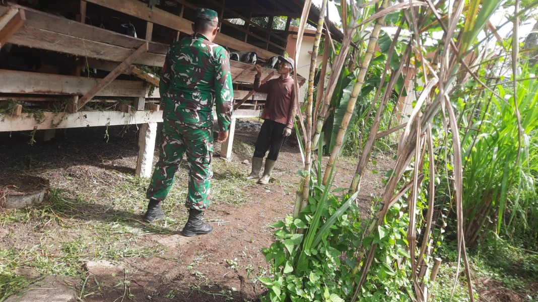 Babinsa Sertu Ahmad Junaidi Cek Hewan Ternak Kambing, Antisipasi PMK, di Kelurahan Air Jamban