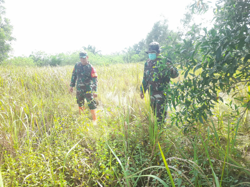 Babinsa Sertu Alinaspi, Serda Panjaitan, Praka A. Manulang Berpatroli Karhutla di Desa Petani, Batsol