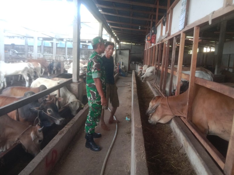 Gencar Laksanakan Pengecekkan Hewan Ternak Sapi, di kelurahan Gajah Sakti, Kecamatan Mandau, Oleh Kopda Yusup