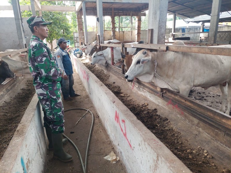 Gencar Laksanakan Pengecekkan Hewan Ternak Sapi, di Desa Sebangar Oleh Serda D. Simanjuntak
