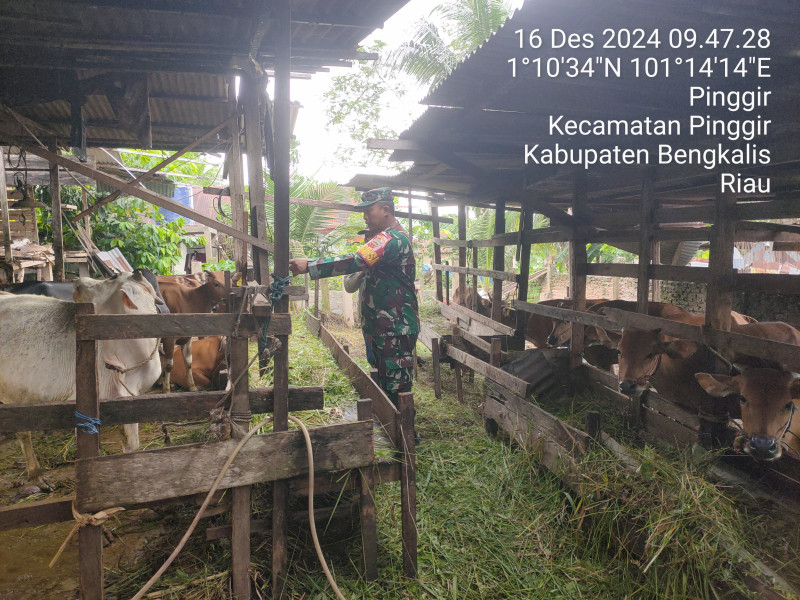Gencar Laksanakan Pengecekkan Hewan Ternak Sapi di Desa Pinggir Dusun Kayu Kapur, Babinsa Koptu Bambang Turun ke Lokasi