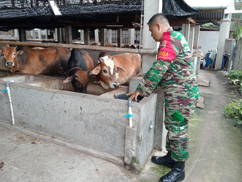 Cegah Penyebaran PMK, Babinsa Serda Z. Panjaitan Melaksanakan Cek 12 Ekor Hewan Ternak Sapi di RT 01 RW 07 Kelurahan Gajah Sakti