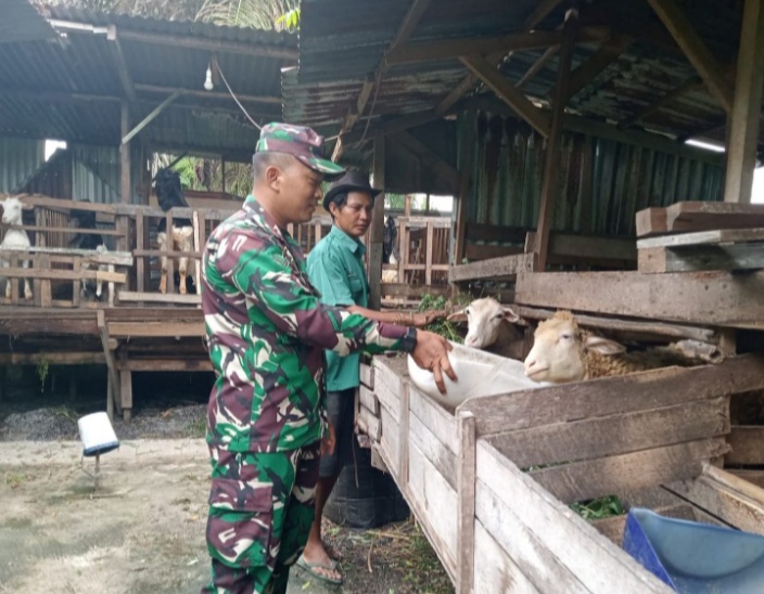 Gencar Laksanakan Pengecekkan Hewan Ternak Kambing di Jalan Siak, Babinsa Serda Zulkarnain Cek Lokasi