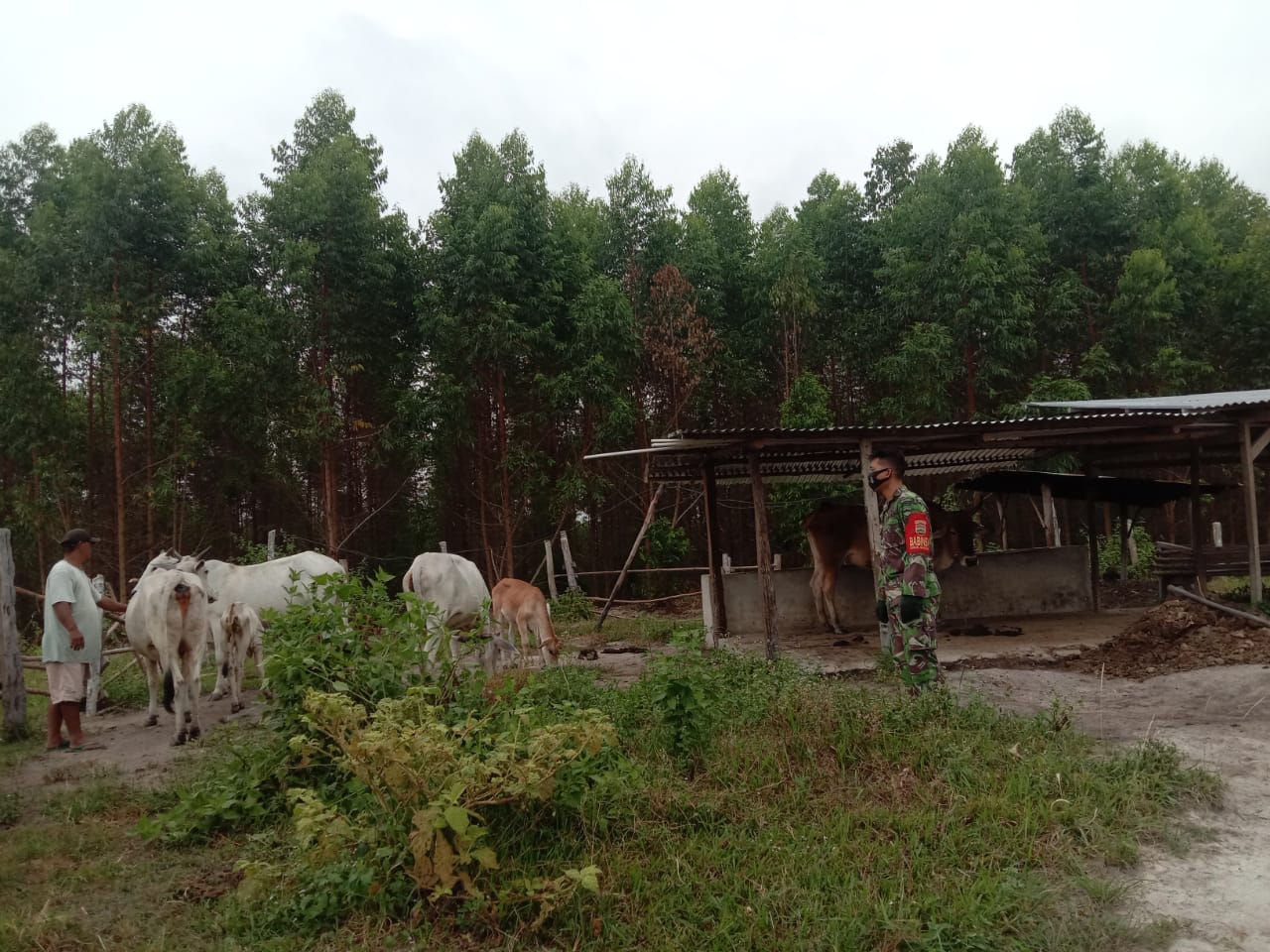 Upayakan Cegah Penyebaran PMK di Desa Tasik Serai Timur, Babinsa Serda M. Fikri Lakukan Patroli