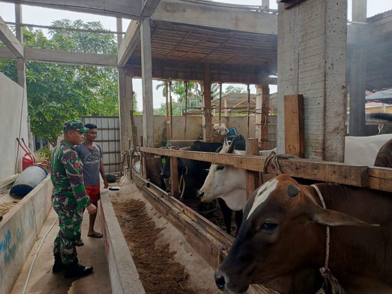 Babinsa Praka Amser Manulang Lakukan Cek Hewan Ternak Sapi Antisipasi Penyakit PMK, di Kelurahan Gajah Sakti