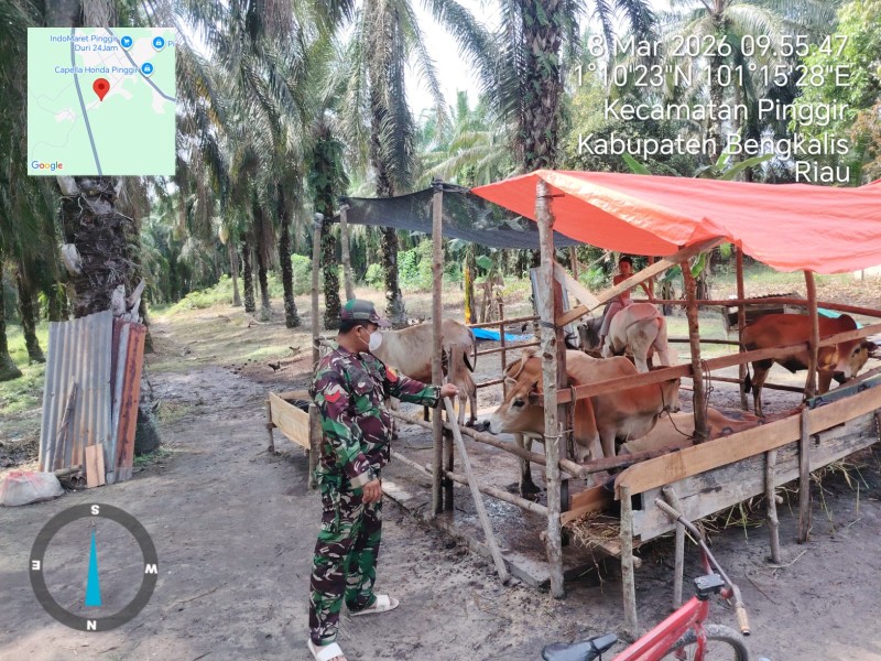 Babinsa Koptu Bambang, Cek Hewan Ternak Sapi Antisipasi PMK, di Desa Pinggir