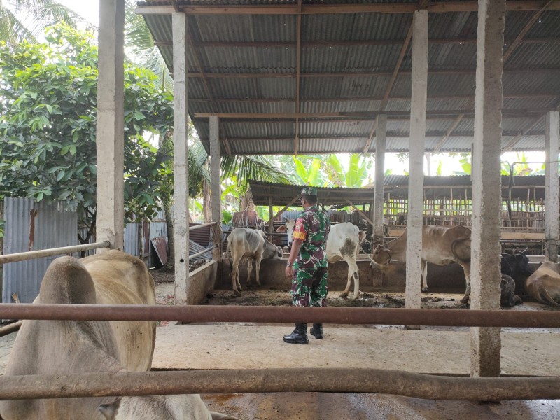 Cegah Penyebaran PMK, Babinsa Serma Agusliadi Laksanakan Cek Hewan Ternak di Jalan Tegal Sari