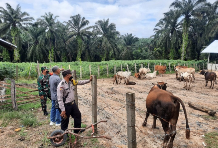 Gencar Laksanakan Pengecekkan Hewan Ternak Sapi di Desa Semunai, Babinsa Serka Junaidi dan Bhabinkamtibmas Aipda Sutopo Turun ke Lokasi