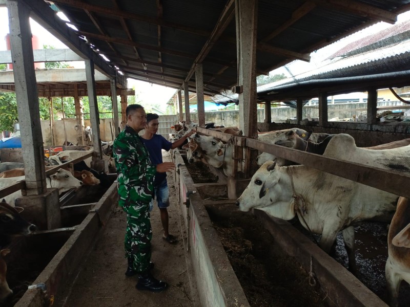 Babinsa Serka Agung Saputro, Cek Hewan Ternak Sapi Antisipasi PMK, di Kelurahan Gajah sakti