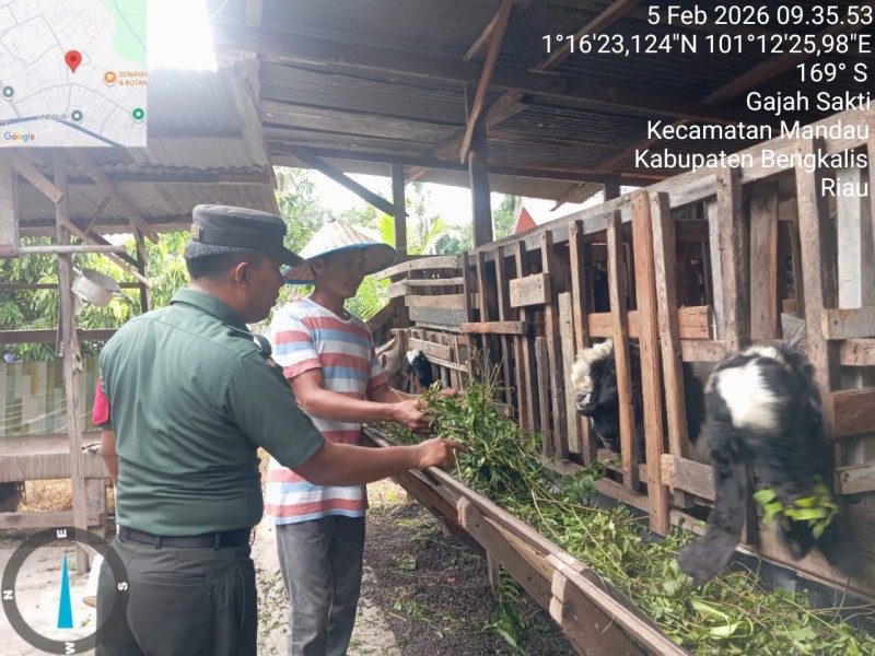 Babinsa Serda Riza Ramdani Lakukan Cek Hewan Ternak Sapi Antisipasi Penyakit PMK, di Jalan Jawa, Gajah Sakti