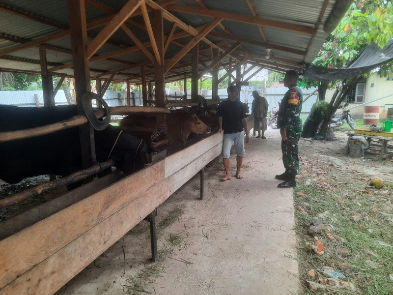 Babinsa Serda Ahamd Junaidi Cek Hewan Ternak Sapi di Kelurahan Titian Antui, Guna Cegah PMK Babinsa Serda Ahamd Junaidi Cek Hewan Ternak Sapi di Kelurahan Titian Antui, Guna Cegah PMK