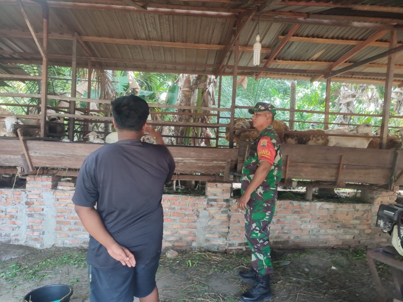 Gencar Laksanakan Pengecekkan Hewan Ternak Kambing, di Jalan Tegal Sari Oleh Sertu Awaluddin