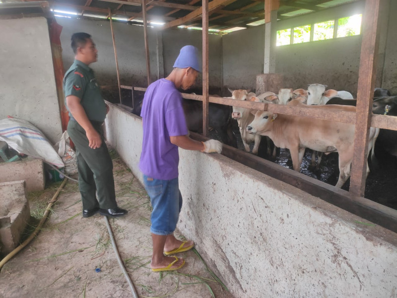 Cegah Penyebaran PMK, Babinsa Kopda Bambang Melaksanakan Cek Hewan Ternak di RT 4 RW 2 Gajah Sakti