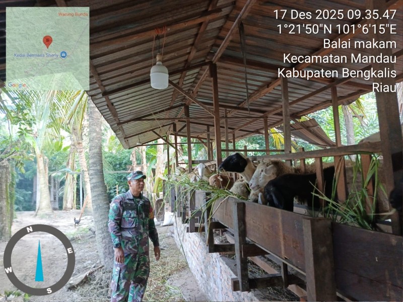 Babinsa Sertu Awaluddin, Lakukan Cek Hewan Ternak Sapi Antisipasi Penyakit PMK, di Desa Balai Makam
