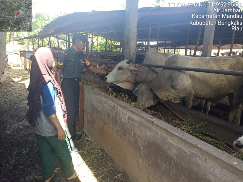 Babinsa Sertu Robby Cek Hewan Ternak Sapi di Air Jamban, RT 06 RW 20, Guna Cegah PMK