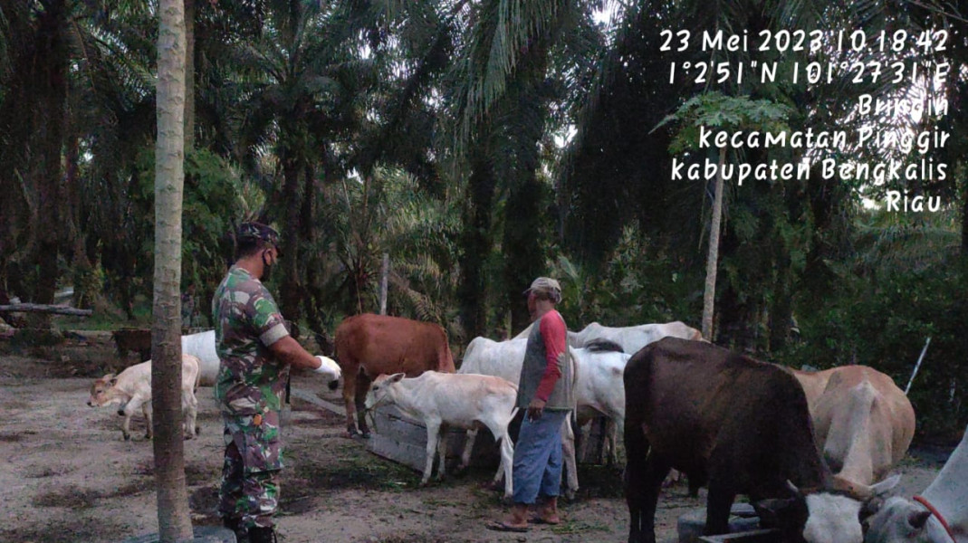 Cegah Penyebaran PMK, Babinsa Kopda Bambang Laksanakan Cek Hewan Ternak di Koto Pait Beringin