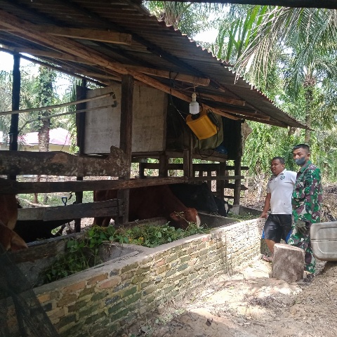 Cegah Penyebaran PMK di Desa Muara Basung, Babinsa Serda D. Simanjuntak Lakukan Patroli