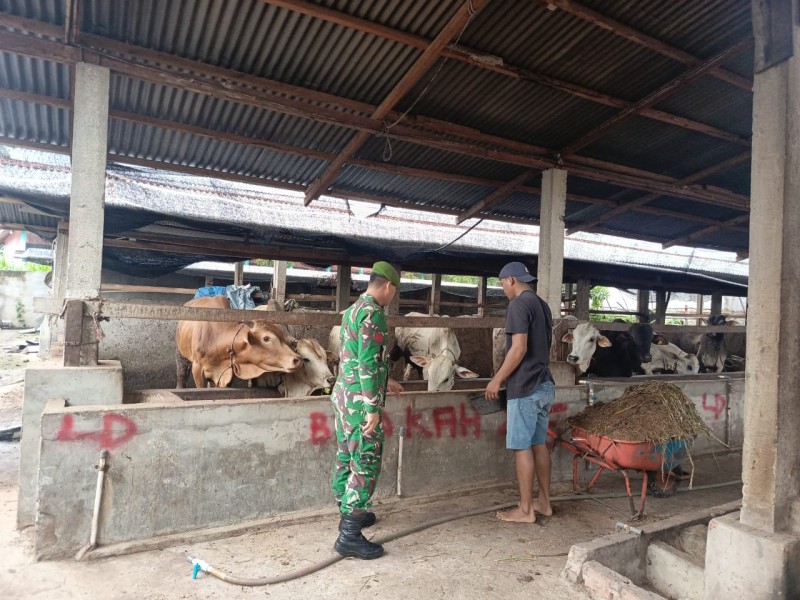 Babinsa Praka A. Manulang, Lakukan Cek Hewan Ternak Sapi Antisipasi Penyakit PMK, di Kelurahan Gakah Sakti
