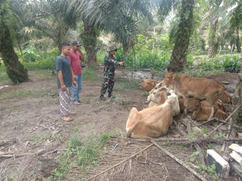 Babinsa Serda Ml. Silaban, Lakukan Cek Hewan Ternak Sapi Antisipasi Penyakit PMK, di Desa Sebangar