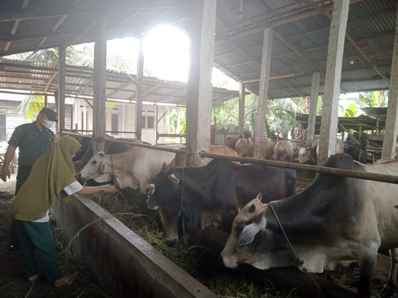 Babinsa Kopda P. Samosir Hewan Ternak Sapi di RT 01 RW 03 Kelurahan Air Jamban, Guna Cegah PMK