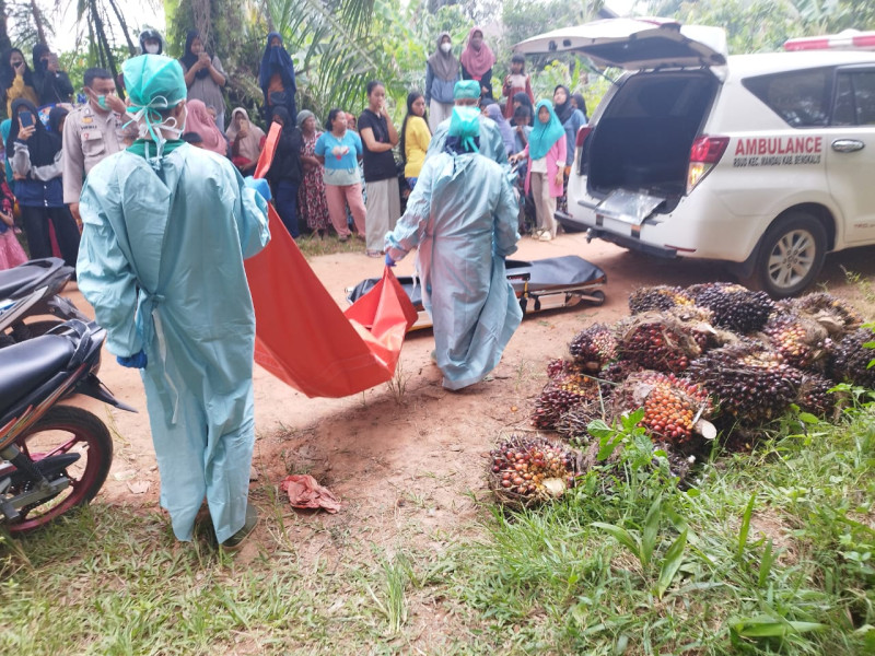 Warga Desa Pematang Obo Geger Penemuan Mayat Manusia di Perkebunan Kelapa Sawit