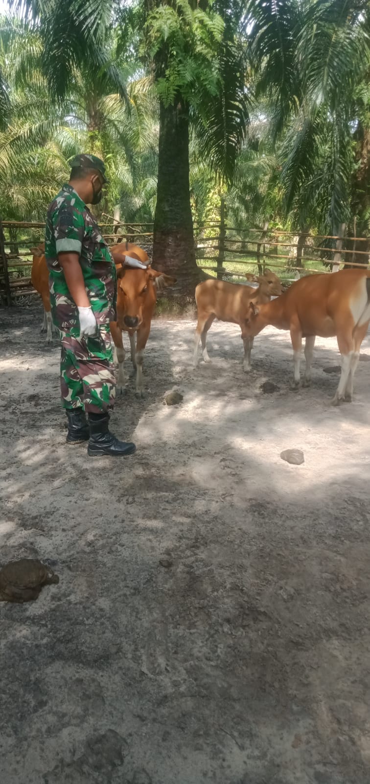 Cegah PMK, Babinsa Koramil 03/Mandau Serda Paino Pantau Hewan Ternak di Desa Semunai