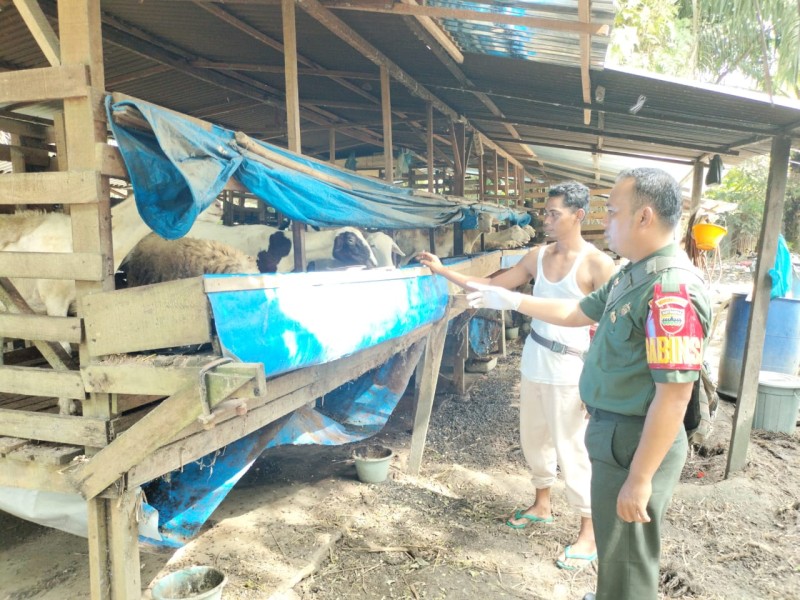 Gencar Laksanakan Pengecekkan Hewan Ternak kambing, di Desa Pinggir, Babinsa Sertu AT. Silaban Cek Lokasi