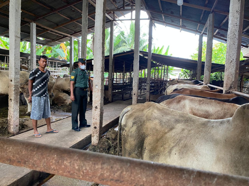 Gencar Laksanakan Pengecekkan Hewan Ternak Sapi, di Desa Bathin Betuah, Babinsa Serka Ristiyo Cek Lokasi