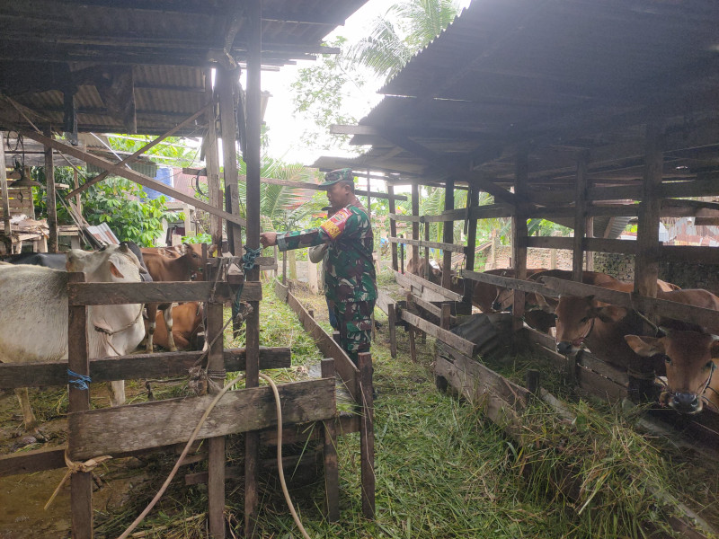 Babinsa Kopda Bambang Laksanakan Pengecekkan Hewan Ternak Kambing di Kelurahan Gajah Sakti