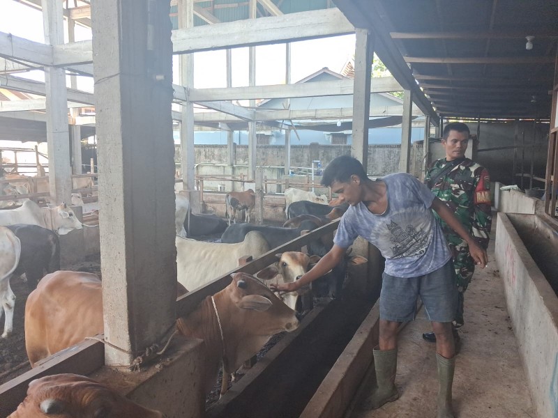 Babinsa Serka SDG Barus Lakukan Cek Hewan Ternak Sapi Antisipasi Penyakit PMK, di Kelurahan Gajah Sakti Babinsa Serka SDG Barus Lakukan Cek Hewan Ternak Sapi Antisipasi Penyakit PMK, di Kelurahan Gajah Sakti