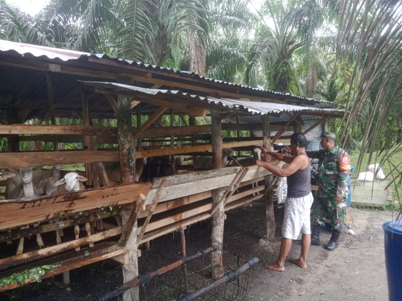 Babinsa Serda Paino Laksanakan Pengecekkan Hewan Ternak Kambing di Desa Pinggir