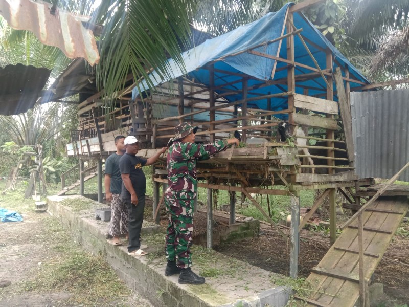 Babinsa Serda Ml. Silaban. Lakukan Cek Hewan Ternak Kambing Antisipasi Penyakit PMK, di Desa Sebangar