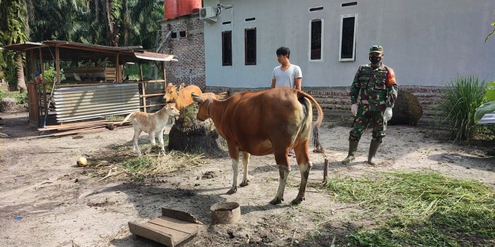 Babinsa Serda Awaluddin Maksimalkan Upaya Pencegahan PMK di Poskoramil Boncah Mahang