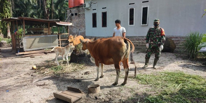 Babinsa Serda Awaluddin Maksimalkan Upaya Pencegahan PMK di Poskoramil Boncah Mahang