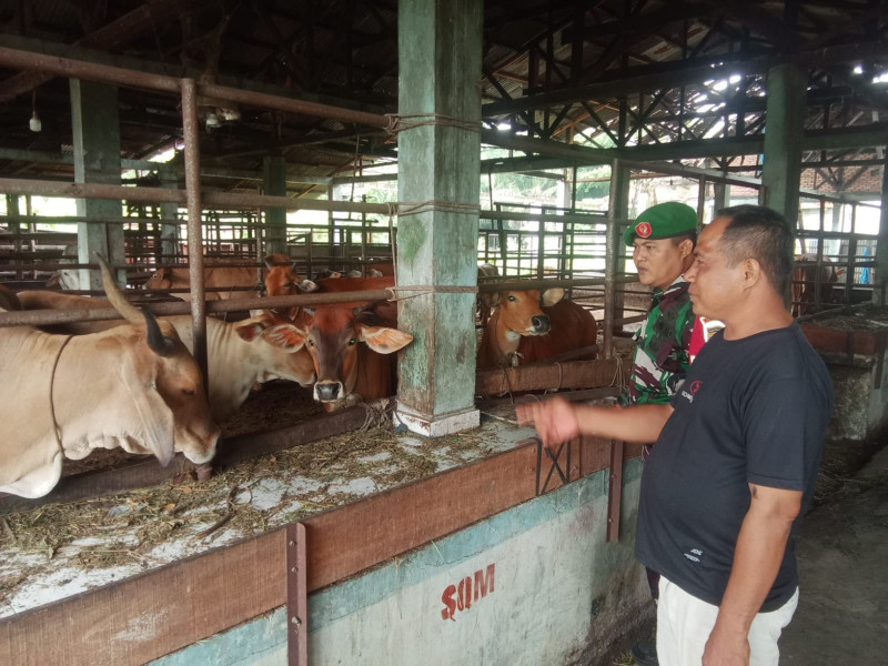 Gencar Laksanakan Pengecekkan Hewan Ternak Sapi di Balai Pungut, Babinsa Kopda Ade Kurniawan Turun ke Lokasi