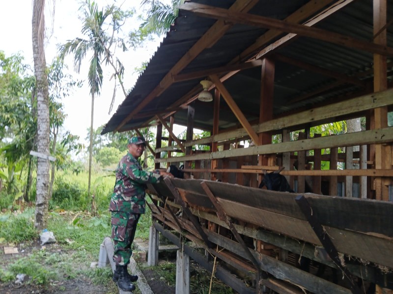 Gencar Laksanakan Pengecekkan Hewan Ternak kambing, di kelurahan air jamban, Oleh Babinsa Sertu Rosdianto