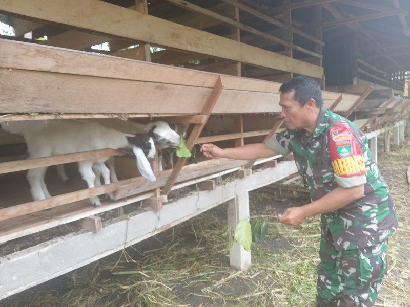Babinsa Sertu Rosdianto Lakukan Cek Hewan Ternak Kambing Antisipasi Penyakit PMK, di Duri Timur