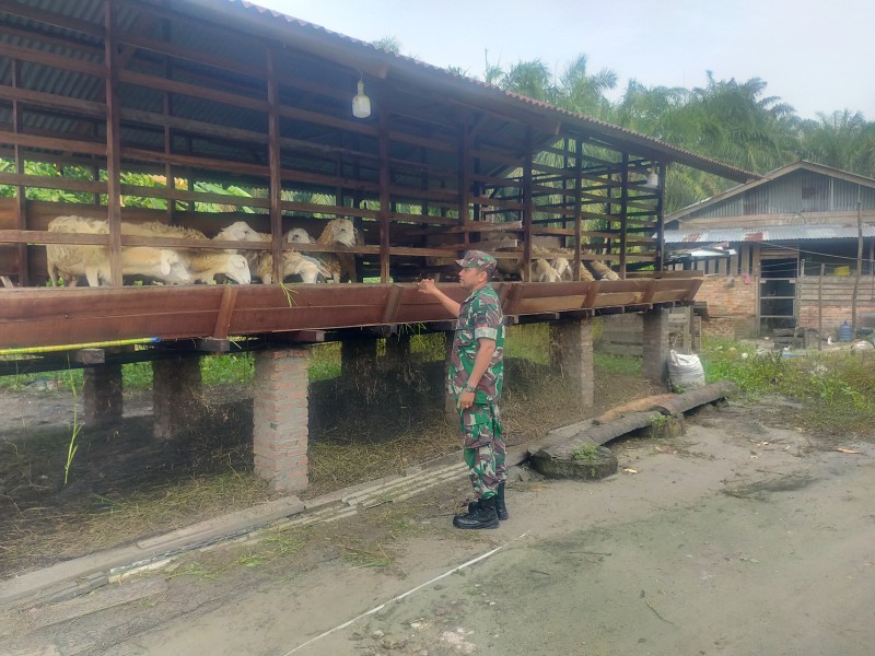 Gencar Laksanakan Pengecekkan Hewan Ternak Kambing, di Desa Buluh Manis, Kecamatan Batsol, Oleh Koptu M. Khan