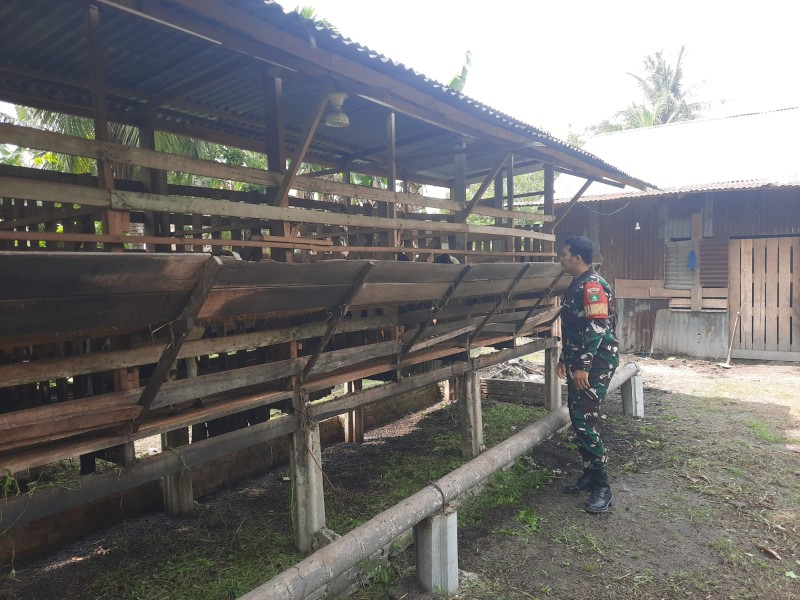 Babinsa Kopda Alif Alfindo, Lakukan Cek Hewan Ternak Sapi Antisipasi Penyakit PMK, di Air Jamban