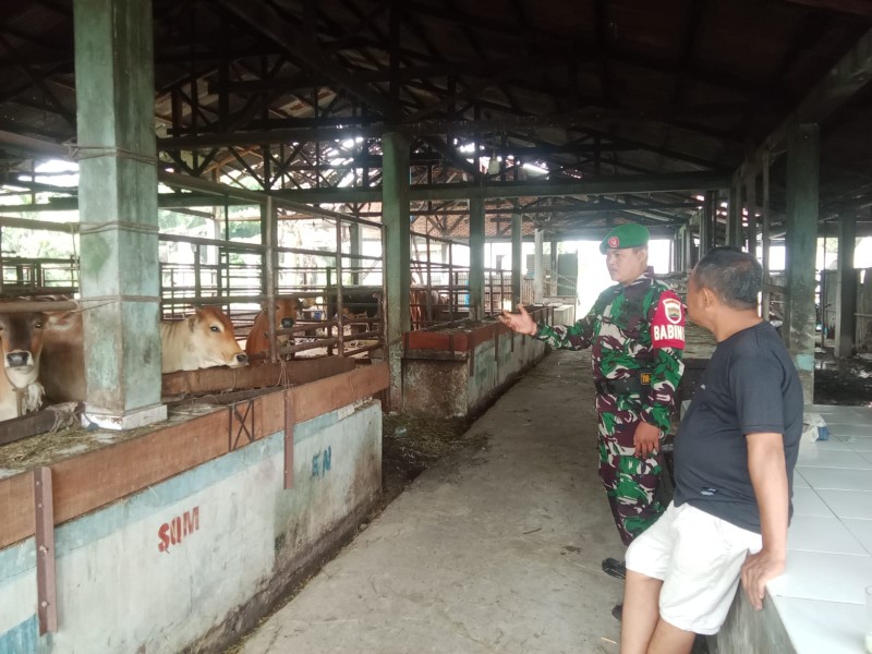 Gencar Laksanakan Pengecekkan Hewan Ternak Sapi, di Kecamatan Pinggir, Desa Balai Pungut, Oleh Kopda Ade Kurniawan