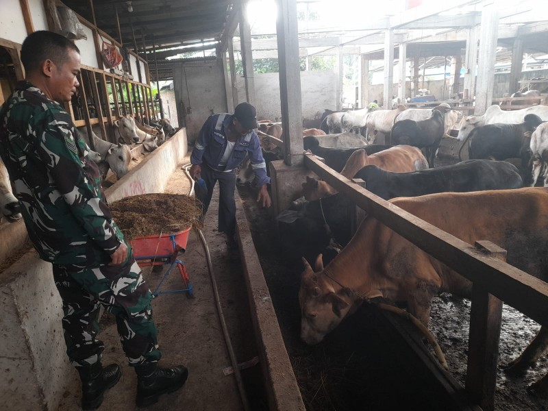 Babinsa Serka Alinaspi Lakukan Cek Hewan Ternak Kambing Antisipasi PMK, di Gajah Sakti, Mandau
