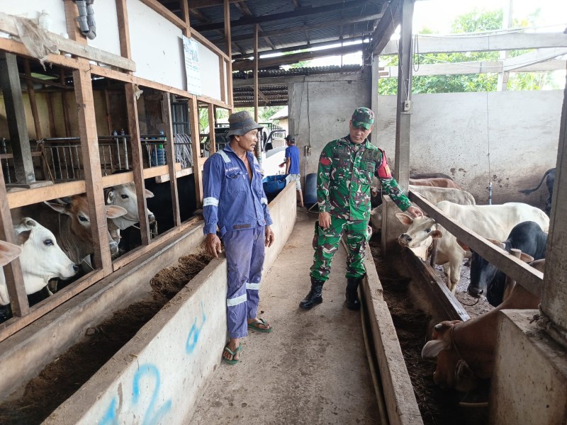 Babinsa Praka Amser Manulang, Lakukan Cek Hewan Ternak Sapi Antisipasi Penyakit PMK, di kelurahan Gajah Sakti