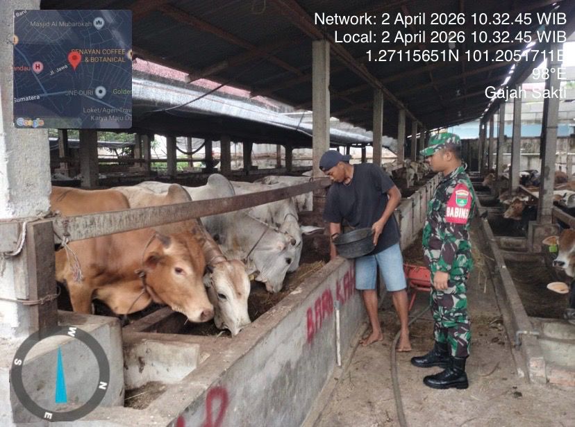 Babinsa Praka IK. Sinaga, Cek Hewan Ternak Sapi Antisipasi PMK, di Kelurahan Gajah Sakti