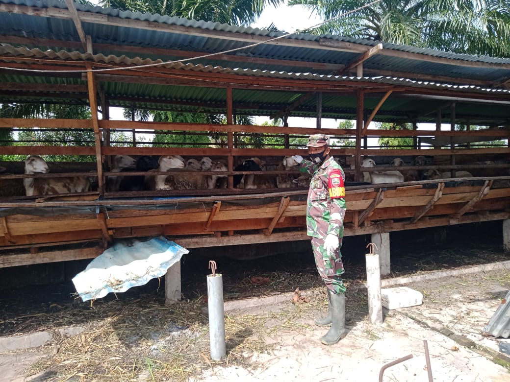 Babinsa Serma Suprapto Maksimalkan Upaya Pencegahan PMK di Desa Muara Basung