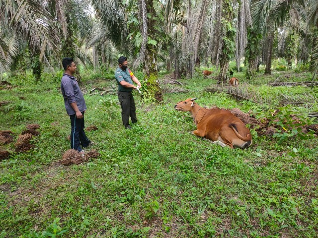 Babinsa Koramil 03/Mandau Serda S. Sijabat Pantau Hewan Ternak di Kuala Penaso